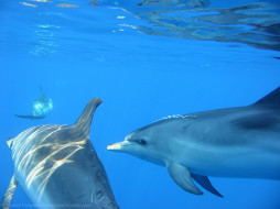 delfin     1024x768 delfin, , 