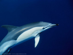 dolphin, , 