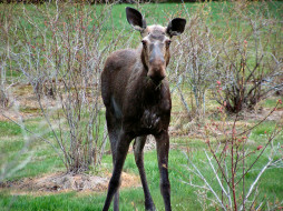 Another May Moose (By GBCalls)     1024x768 another, may, moose, by, gbcalls, , 