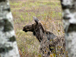 May Moose (By GBCalls)     1024x768 may, moose, by, gbcalls, , 