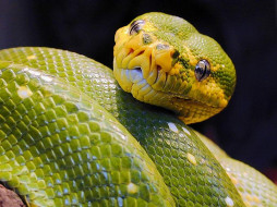 green, python, , , , 