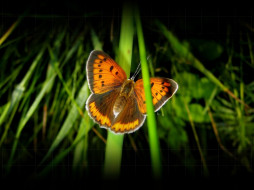 butterfly, , 