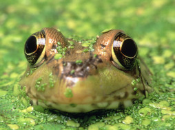Frogs Life 2     1600x1200 frogs, life, , 