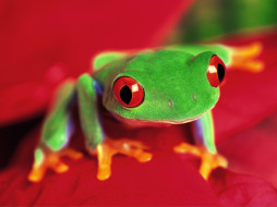 Frogs Life 6     1600x1200 frogs, life, , 