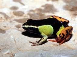 Frogs Life 3     1280x960 frogs, life, , 