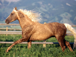 Morgan Stallion     1600x1200 morgan, stallion, , 
