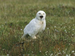 male, snowy, owl, alaska, , 