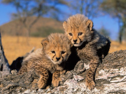 cheetah, cubs, africa, , 
