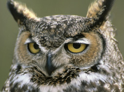 Great Horned Owl, Denali National Park, Alaska     1600x1200 great, horned, owl, denali, national, park, alaska, , 