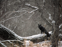 black, phase, red, fox, in, snowstorm, , 