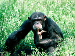 Lost In Thought, Chimpanzee     1600x1200 lost, in, thought, chimpanzee, , 