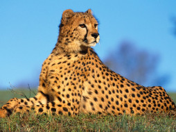 Fast Predator, Cheetah     1600x1200 fast, predator, cheetah, , 