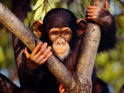 Chimpanzee     1600x1200 chimpanzee, , 