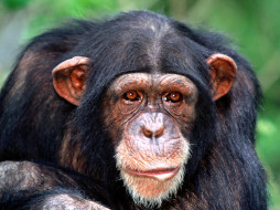 All Ears, Chimpanzee     1600x1200 all, ears, chimpanzee, , 