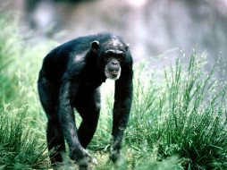 Morning Stroll, Chimpanzee.     1600x1200 morning, stroll, chimpanzee, , 