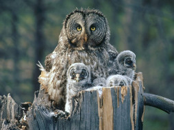 Great Gray Owl With Owlets, Idaho обои для рабочего стола 1600x1200 great, gray, owl, with, owlets, idaho, животные, совы