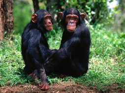 A Pair of Troublemakers, Chimpanzees обои для рабочего стола 1600x1200 pair, of, troublemakers, chimpanzees, животные, обезьяны