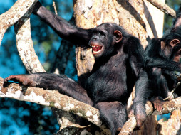Happy Days, Chimpanzee     1600x1200 happy, days, chimpanzee, , 