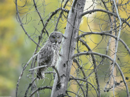 Great Grey Owl, Grand Teton National Park, Wyoming     1600x1200 great, grey, owl, grand, teton, national, park, wyoming, , 