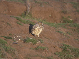 Burrowing Owl, Santa Cruz, California     1600x1200 burrowing, owl, santa, cruz, california, , 