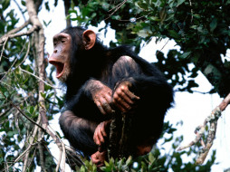 rooning From The Treetops, Chimpanzee     1600x1200 rooning, from, the, treetops, chimpanzee, , 