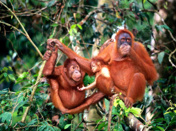center, of, attention, sumatran, orangutans, , 