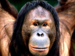 right Eyes, Borneo Orangutan     1600x1200 right, eyes, borneo, orangutan, , 