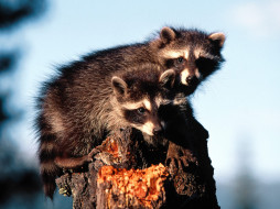 Little Rascals, Raccoons     1600x1200 little, rascals, raccoons, , 