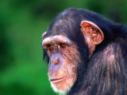 In the Eye of the Beholder, Chimpanzee     1600x1200 in, the, eye, of, beholder, chimpanzee, , 