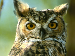Great Horned Owl, Montana     1600x1200 great, horned, owl, montana, , 