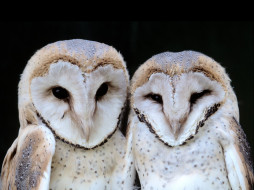 barn, owlets, , 