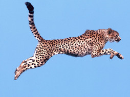air, time, cheetah, , 
