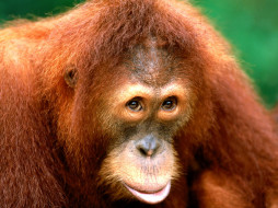 Being Coy, Sumartran Orangutan     1600x1200 being, coy, sumartran, orangutan, , 