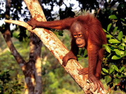 Borneo Orangutan     1600x1200 borneo, orangutan, , 