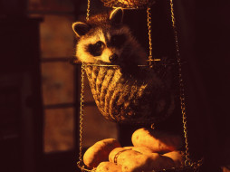 hanging, basket, raccoon, , 