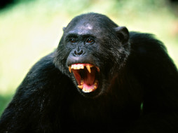 his, opinion, chimpanze, , 