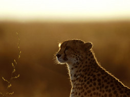 Afterthoughts, Cheetah     1600x1200 afterthoughts, cheetah, , 