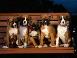 Boxer Puppies     1600x1200 boxer, puppies, , 