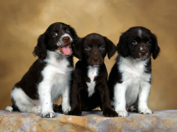 English Springer Spaniel Puppies     1600x1200 english, springer, spaniel, puppies, , 