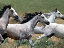 Arabian Stallions     1600x1200 arabian, stallions, , 