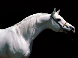 Arabian Stallion     1600x1200 arabian, stallion, , 