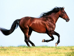 Favority, Andalusian Stallion     1600x1200 favority, andalusian, stallion, , 