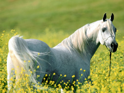 Among the Fields of Gold, Arabian Stallion     1600x1200 among, the, fields, of, gold, arabian, stallion, , 