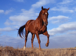 Horse     1600x1200 horse, , 