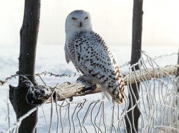 White Winter Owl, Rocky Mountains     1600x1200 white, winter, owl, rocky, mountains, , 