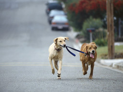 dog, walking, golden, and, yellow, labrador, retriever, mix, , 