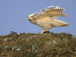 Snowy Owl, Arctic National Wildlife Refuge, Alaska     1600x1200 snowy, owl, arctic, national, wildlife, refuge, alaska, , 