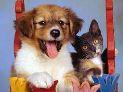 Pretty Puppy and Calico Kitten     1600x1200 pretty, puppy, and, calico, kitten, , , 