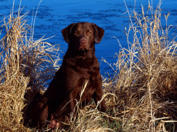 Dog and Cattails     1600x1200 dog, and, cattails, , 