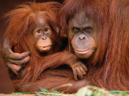 Very Protective, Orangutans     1600x1200 very, protective, orangutans, , 